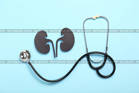 Paper kidneys and stethoscope on blue background. Стоковое фото, фотограф Pixel_shot / Фотобанк Лори