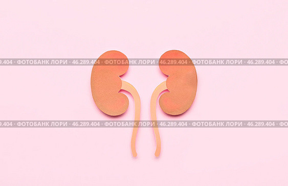 Paper kidneys on pink background. Стоковое фото, фотограф Pixel_shot / Фотобанк Лори