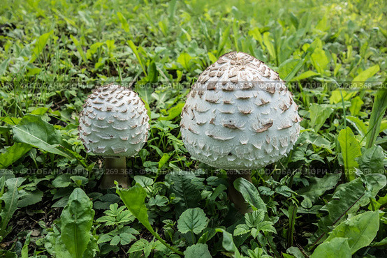 Пара молодых грибов-зонтиков пестрых Macrolepiota procera на лугу в зеленой траве./ A young parasol mushrooms. Стоковое фото, фотограф Iva Noel / Фотобанк Лори