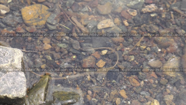 Паразитический червь волосатик в воде. Horsehair worm in water. Стоковое видео, видеограф Евгений Романов / Фотобанк Лори