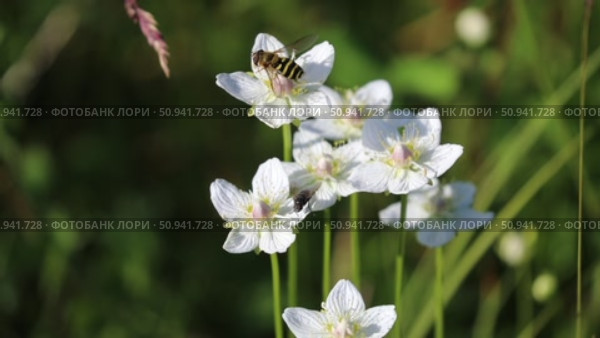 Parnassia palustris. Белозор болотный во время цветения и муха журчалка на цветах растения, Ямало-Ненецкий автономный округ. Стоковое видео, видеограф Григорий Писоцкий / Фотобанк Лори