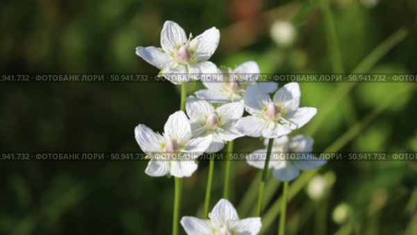 Parnassia palustris. Белозор болотный во время цветения, Ямало-Ненецкий автономный округ. Стоковое видео, видеограф Григорий Писоцкий / Фотобанк Лори