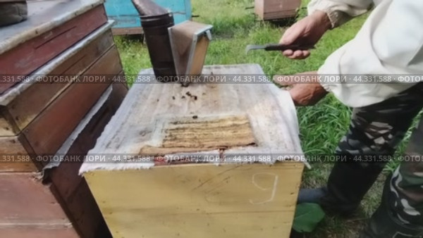 Пасечник открывает улей с пчёлами и смотрит на их состояние, летним днём. A beekeeper opens a hive of bees and looks at their condition on a summer day. Стоковое видео, видеограф Наталья Пеньшина / Фотобанк Лори