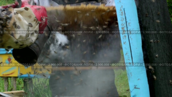 Пасека (2011 год). Редакционное видео, видеограф Павел Меняйло / Фотобанк Лори