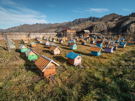 Пасека в деревне под открытым небом. Горный Алтай. Деревня Куюс. Apiary in the village in the open air. Altai mountains. Kuyus village. Стоковое фото, фотограф Евгений Романов / Фотобанк Лори