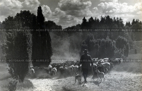 Пастух с овцами на пыльной дороге. Стоковое фото, фотограф Retro / Фотобанк Лори