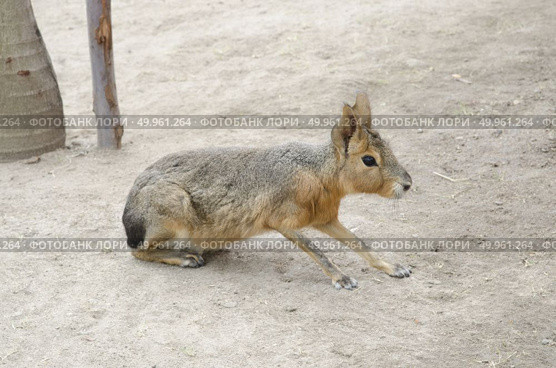 Patagonian mara - (Dolichotis patagonum) Стоковое фото, агентство Ingram Publishing / Фотобанк Лори
