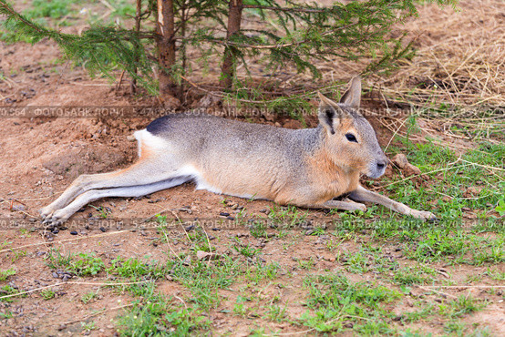 Патагонский Мара Patagonian mara. Стоковое фото, фотограф Сергей Лаврентьев / Фотобанк Лори
