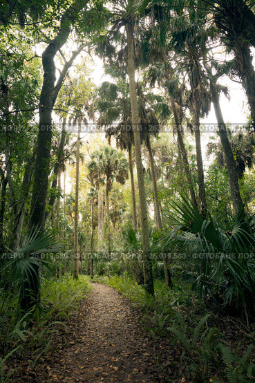 Path among palm trees and  Saw Palmetto. Highlands Hammock, Florida State Parks, USA (2016 год). Стоковое фото, фотограф Ирина Кожемякина / Фотобанк Лори