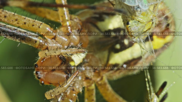 Паук Аргиопа (Argiope) сидит на паутине и поедает свою добычу. Макросъемка. Стоковое видео, видеограф Mixail59 / Фотобанк Лори