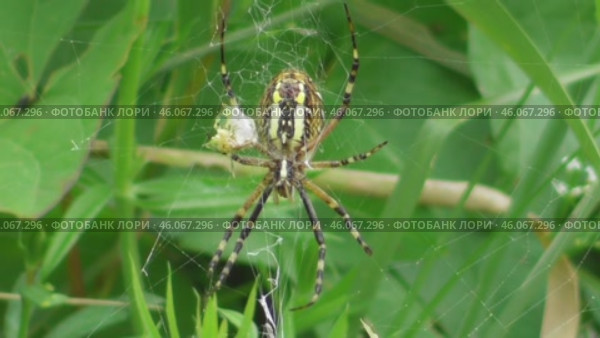 Паук Аргиопа Брюнниха или паук-оса Argiope bruennichi. Стоковое видео, видеограф Александр Мамонтов / Фотобанк Лори