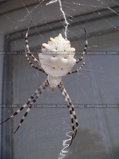 Паук Аргиопа дольчатая - Argiope lobata. Стоковое фото, фотограф Алёшина Оксана / Фотобанк Лори