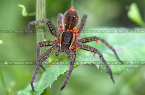 Паук Охотник каемчатый (лат. Dolomedes fimbriatus) с множеством клещей на теле крупным планом. Стоковое фото, фотограф Елена Коромыслова / Фотобанк Лори