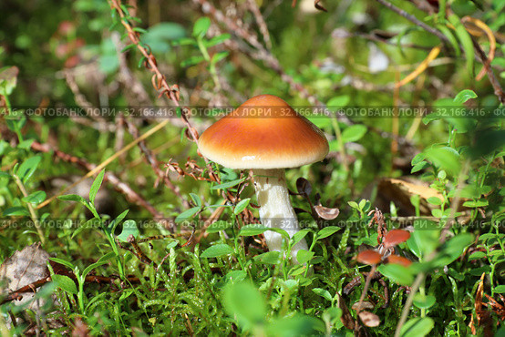 Паутинник слизистый (Cortinarius mucosus), Ямало-Ненецкий автономный округ. Стоковое фото, фотограф Григорий Писоцкий / Фотобанк Лори