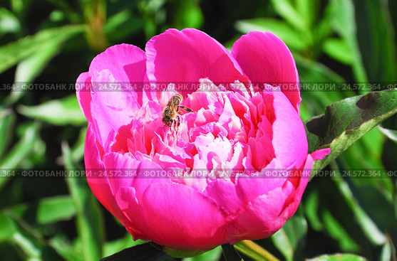 Пчела (Apis mellifera) на ярко-розовом пионе (Paeonia) Стоковое фото, фотограф Алёшина Оксана / Фотобанк Лори