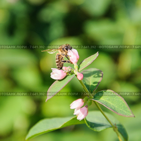 Пчела собирает нектар на цветке снежноягодника белого (Symphoricarpos albus) Стоковое фото, фотограф Алёшина Оксана / Фотобанк Лори