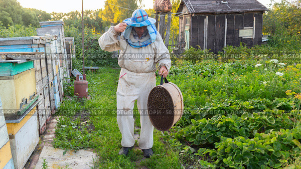 Пчеловод и рой пчёл. Стоковое фото, фотограф Гуленков Сергей / Фотобанк Лори