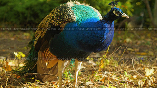 Peacock in a park. A close-up of a male peacock with bright blue, green and brown plumage. The bird is standing on a bed of leaves in a park, looking alert. Стоковое фото, фотограф Воловодов Владимир / Фотобанк Лори