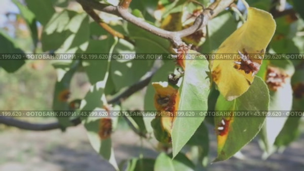 Pear leaves with red rust and thorns are a type of mushroom. Known as pear rust, European pear rust or lattice pear rust. Problem, diseases in gardening. Стоковое видео, видеограф Екатерина Золина / Фотобанк Лори