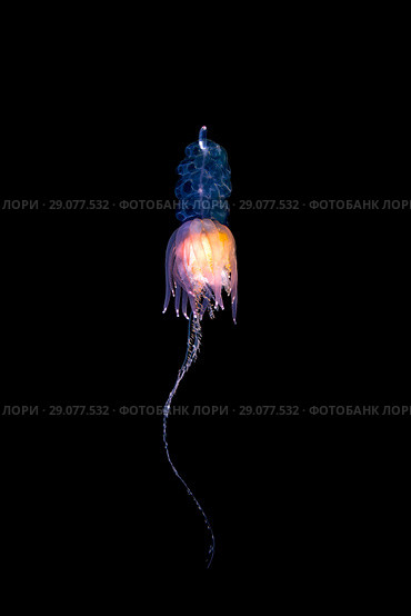 Pelagic siphonophore - Hula Skirt Siphonophore (Physophora hydrostatica) Стоковое фото, фотограф Некрасов Андрей / Фотобанк Лори