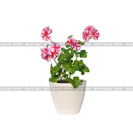 Пеларгония плющелистная (лат. Pelargonium peltatum) с яркими розово-белыми цветами. Стоковое фото, фотограф Елена Павлова / Фотобанк Лори