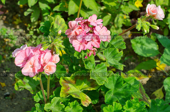 Пеларгония зональная (лат. Pelargonium zonale) в саду. Стоковое фото, фотограф Елена Коромыслова / Фотобанк Лори