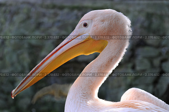 Пеликан розовый (pelecanus onocrotalus) в Ялтинском зоопарке. Стоковое фото, фотограф Татьяна Евтушенко / Фотобанк Лори