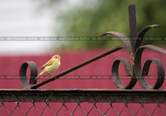 Пеночка-теньковка (лат. Phylloscopus collybita) (англ. Chiffchaff) Стоковое фото, фотограф Галина Савина / Фотобанк Лори