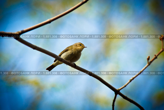 Пеночка-теньковка, Phylloscopus collybita. Стоковое фото, фотограф Василий Вишневский / Фотобанк Лори