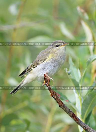 Пеночка-весничка (лат. Phylloscopus trochilus). Птица летним днем среди ветвей ивы, Ямало-Ненецкий автономный округ. Стоковое фото, фотограф Григорий Писоцкий / Фотобанк Лори