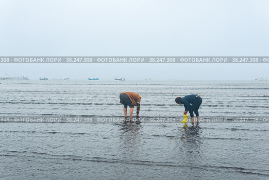 People collect shellfish on the shore at low tide against the backdrop of the port and fish processing plant in Yuzhno-Kurilsk (2022 год). Редакционное фото, фотограф Евгений Харитонов / Фотобанк Лори
