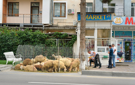 People sale sheeps during Bakrid festival Eid al-Adha. Baku (2016 год). Редакционное фото, фотограф Elena Odareeva / Фотобанк Лори