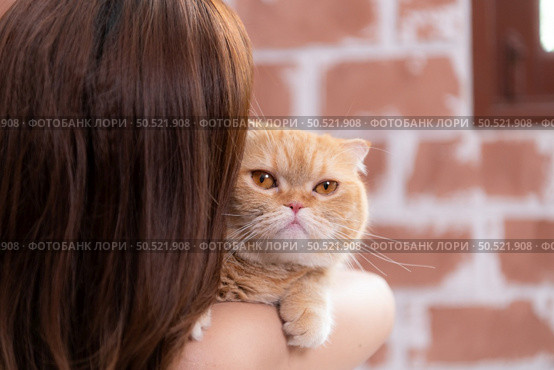 Persian cat in owner’s arms gaze warmly. Стоковое фото, агентство Ingram Publishing / Фотобанк Лори