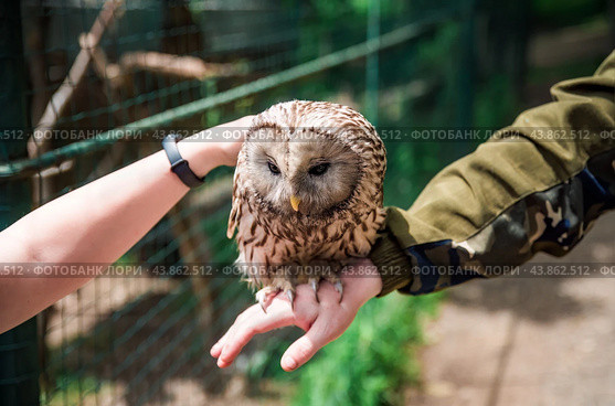 Person holding Ural owl (Strix uralensis) bird on arm as a caring of a World Animal Day. Стоковое фото, фотограф Татьяна Терехина / Фотобанк Лори