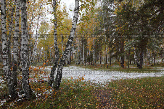 Первые заморозки. Стоковое фото, фотограф Виталий Горелов / Фотобанк Лори