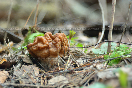 Первый весенний гриб - строчок (Gyromitra gigas) Стоковое фото, фотограф Юрий Фатеев / Фотобанк Лори