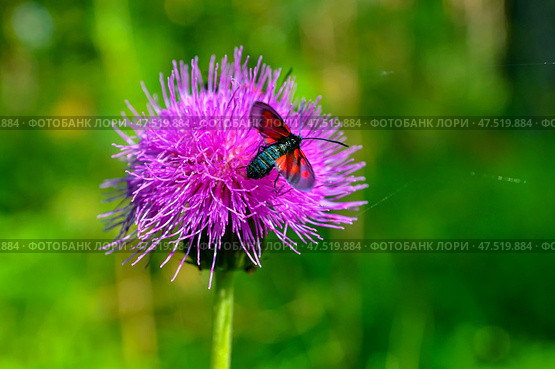 Пестрянка таволговая (лат. Zygaena filipendulae) на чертополохе. Стоковое фото, фотограф Александр Тараканов / Фотобанк Лори