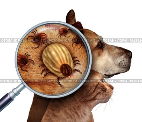 Pet Tick as a group of dog and cat ticks in the fur as a close up magnifcation of a female parasite engored with blood from the host as a veterninary health care symbol for dangerous disease causing insect pests. Стоковое фото, агентство Ingram Publishing / Фотобанк Лори