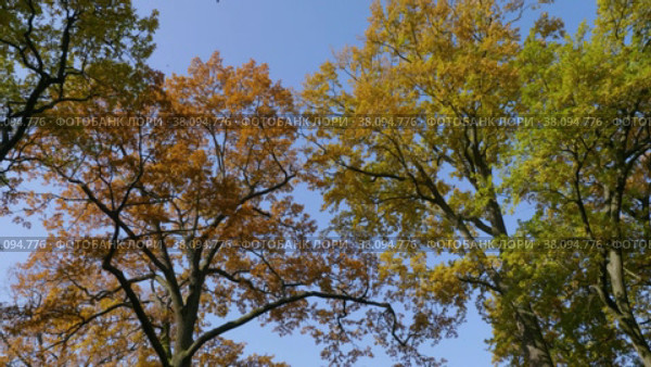 Петергоф, парк Александрия осенью. Дубы в осеннем убранстве. Peterhof, Alexandria Park in autumn. Oaks in autumn decoration. (2021 год). Стоковое видео, видеограф Евгений Романов / Фотобанк Лори