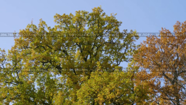 Петергоф, парк Александрия осенью. Дубы в осеннем убранстве. Peterhof, Alexandria Park in autumn. Oaks in autumn decoration. (2021 год). Стоковое видео, видеограф Евгений Романов / Фотобанк Лори