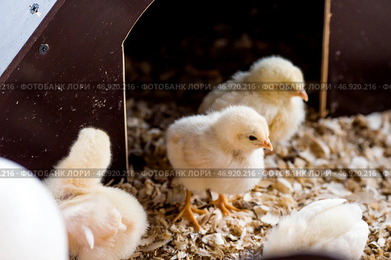 Pets. A poultry farm with chickens in an incubator. The concept of animal husbandry and rural life. Poultry farming on a private eco-farm. Стоковое фото, фотограф Photojuli / Фотобанк Лори