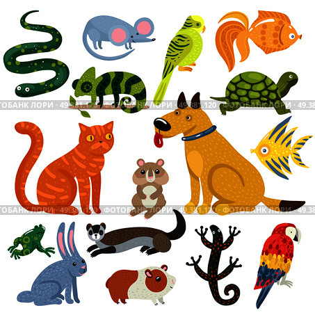 Pets set of colorful icons with cat and dog, fishes, rodents, parrots and reptiles isolated vector illustration . Pets Colorful Icons Set. Стоковая иллюстрация, агентство Ingram Publishing / Фотобанк Лори