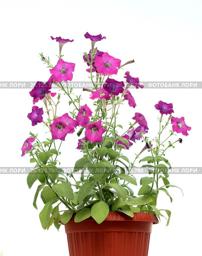 Petunia in a pot isolated on white background. Стоковое фото, фотограф Михаил Яковлев (ktynzq) / Фотобанк Лори