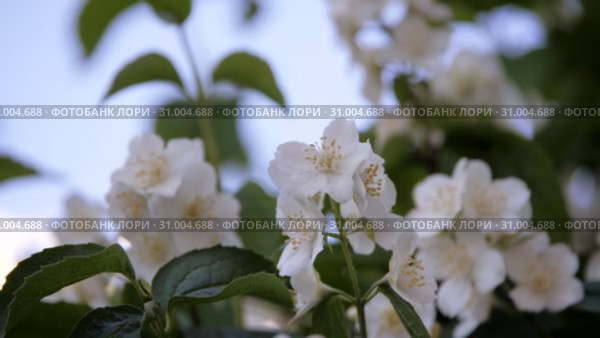 Philadelphus coronarng. White jasmine flowers sway in the wind. Стоковое видео, видеограф Константин Мерцалов / Фотобанк Лори
