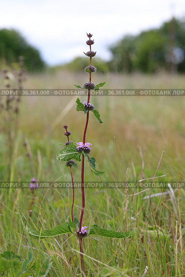 Phlomis tuberosa. Зопник клубненосный на лугу в Алтайском крае. Стоковое фото, фотограф Григорий Писоцкий / Фотобанк Лори