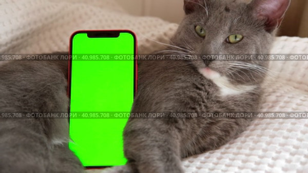 Phone, smartphone with green screen chromakey against Cat. Little gray cute sleepy Kitten. Online shopping, websites for pets, mobile applications. Mockup. Smart phone with green background and animal. Стоковое видео, видеограф Марина Демидюк / Фотобанк Лори