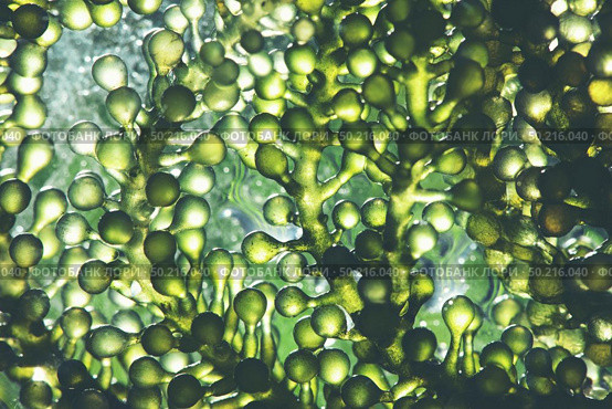 Photobioreactor in lab algae fuel biofuel industry. Algae fuel. Стоковое фото, агентство Ingram Publishing / Фотобанк Лори