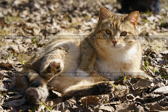 Photography of a big homeless сat. Стоковое фото, фотограф YuryKara / Фотобанк Лори