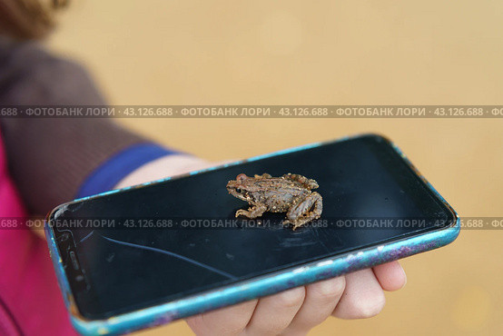 Photography of common small frog (rana temporaria, ground frog). Frog sits on the smartphone screen. Top view. Concept: alive organism vs. modern technology or you bought smatphone frog got out of it. Стоковое фото, фотограф YuryKara / Фотобанк Лори