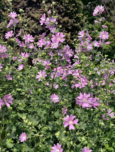 Photography of mallow Malva sylvestris bushes with flowers. Natural floral background. Стоковое фото, фотограф Сергей Пристяжнюк (Serg Zastavkin) / Фотобанк Лори